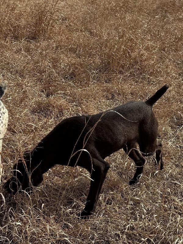 German Shorthaired Pointer