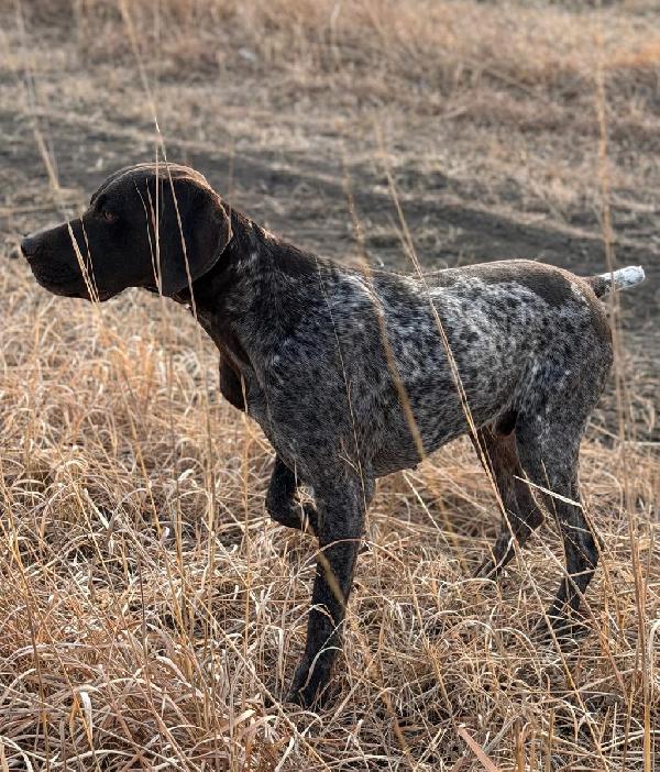 German Shorthaired Pointer