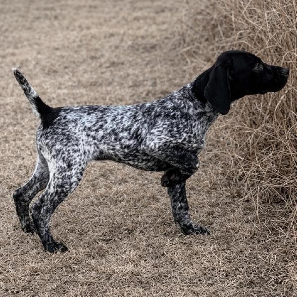 German Shorthaired Pointer