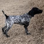 MALE PUPS, AKC MASTER HUNT SIRED