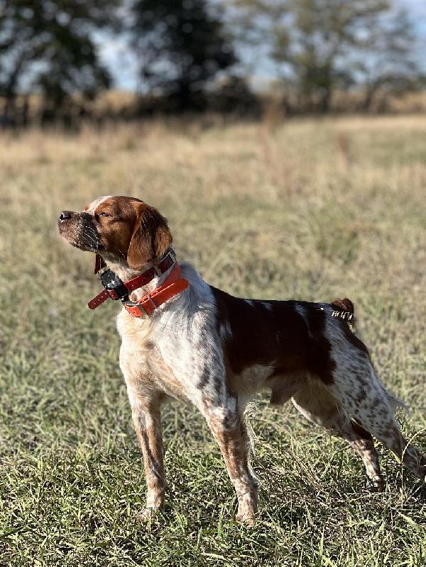 American Brittany