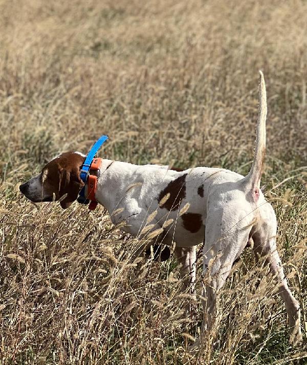 English Pointer