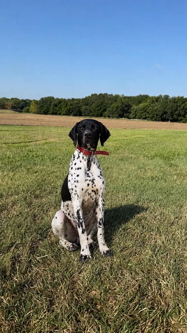 German Shorthaired Pointer