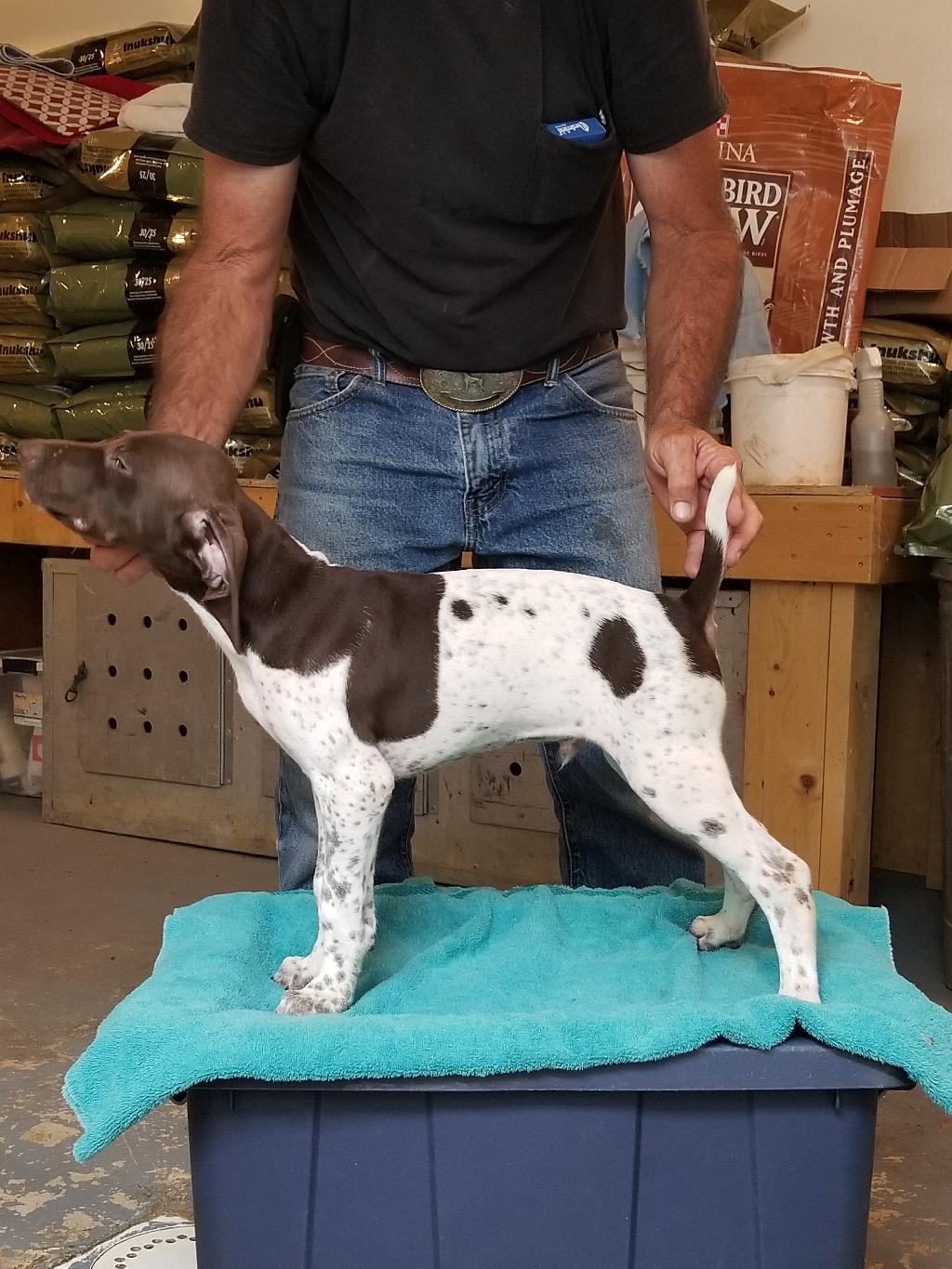 high-class-gsp