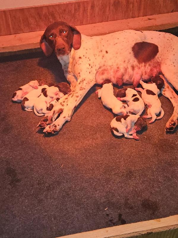 German Shorthaired Pointer