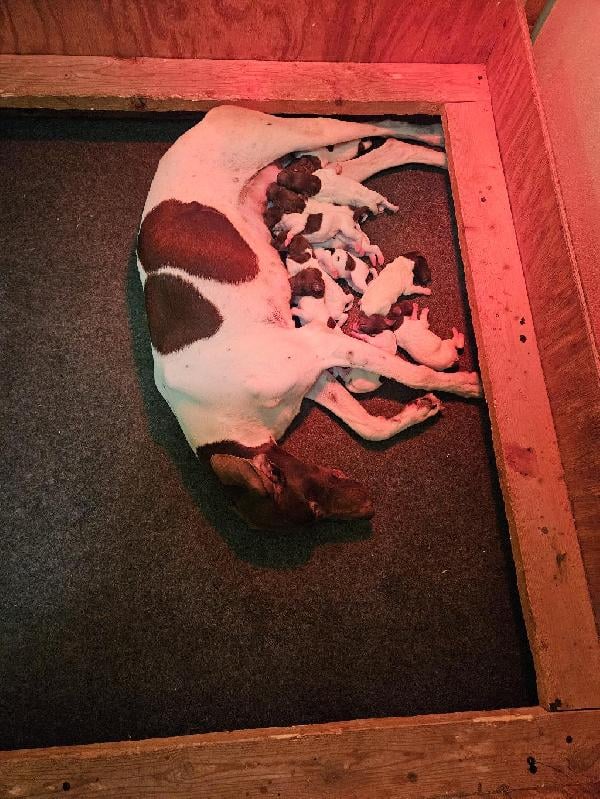 German Shorthaired Pointer