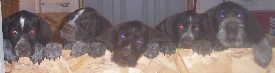 AKC German Wirehaired Pointer Pups