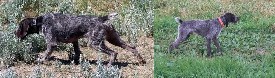 AKC German Wirehaired Pointer Pups