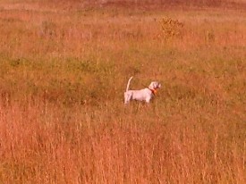 Field Trial Pointer