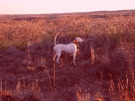 Field Trial Pointer