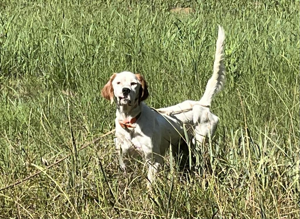 MERRITTS PEARL X SHADOW OAK BO PUPS English Setter