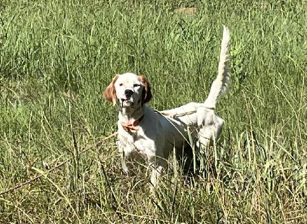 MERRITTS PEARL X SHADOW OAK BO PUPS English Setter