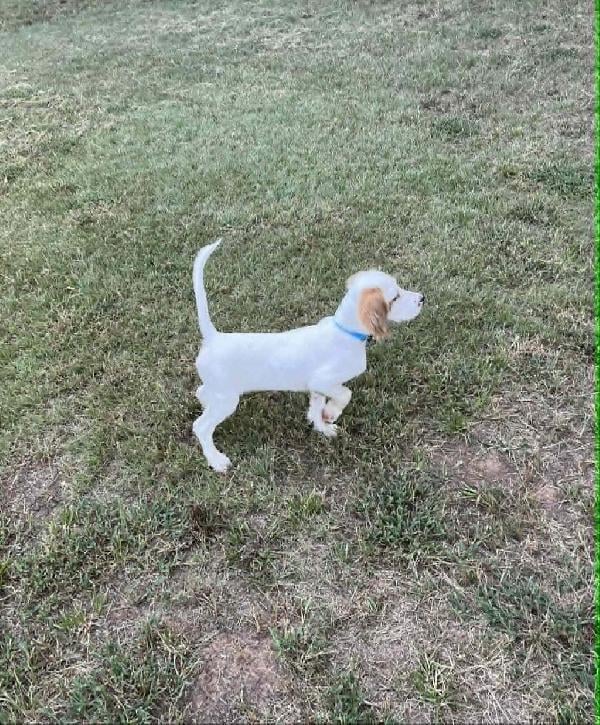 English Setter