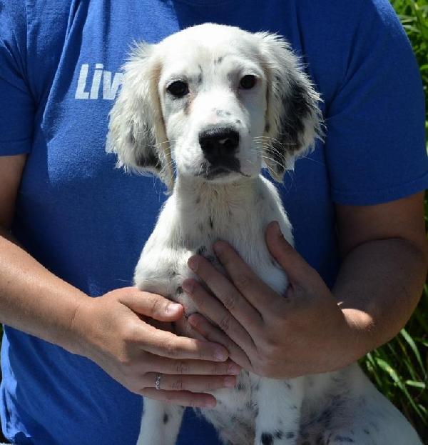Llewellin Setter