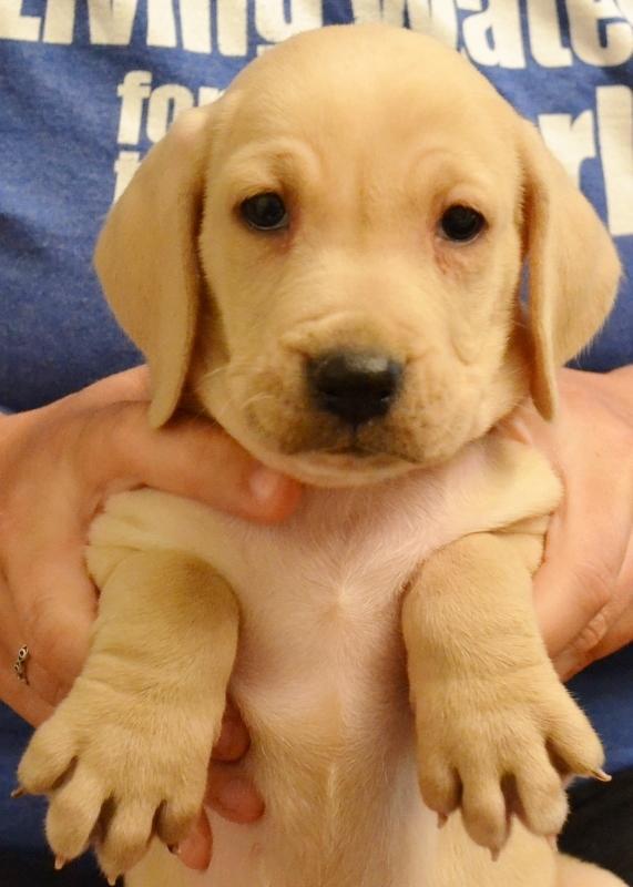 Mountain View Cur