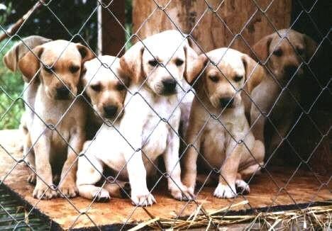 Mountain View Cur