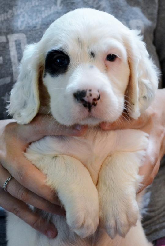 Llewellin Setter