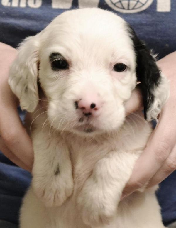 LLEWELLINS SETTER PUPS, 100% DASHING BONDHU Llewellin Setter