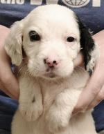 LLEWELLIN SETTER PUPS, 100% DASHING BONDHU