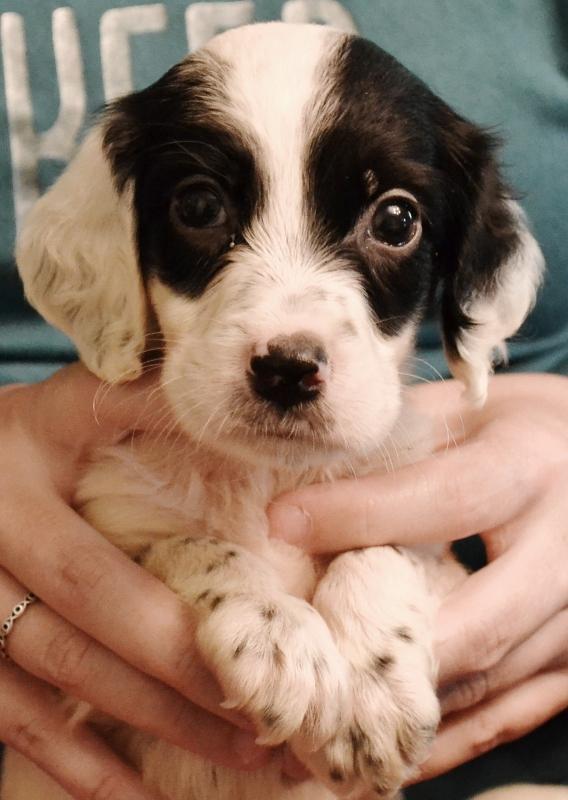 LLEWELLIN SETTER PUPS, 100% DASHING BONDHU