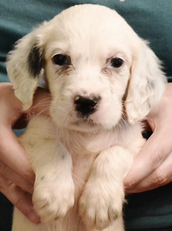 Llewellin Setter