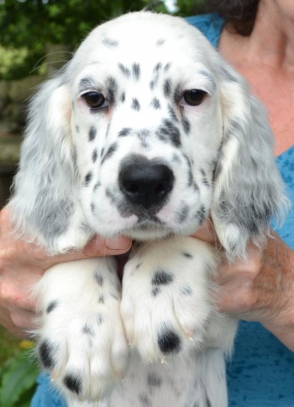 Llewellin Setter