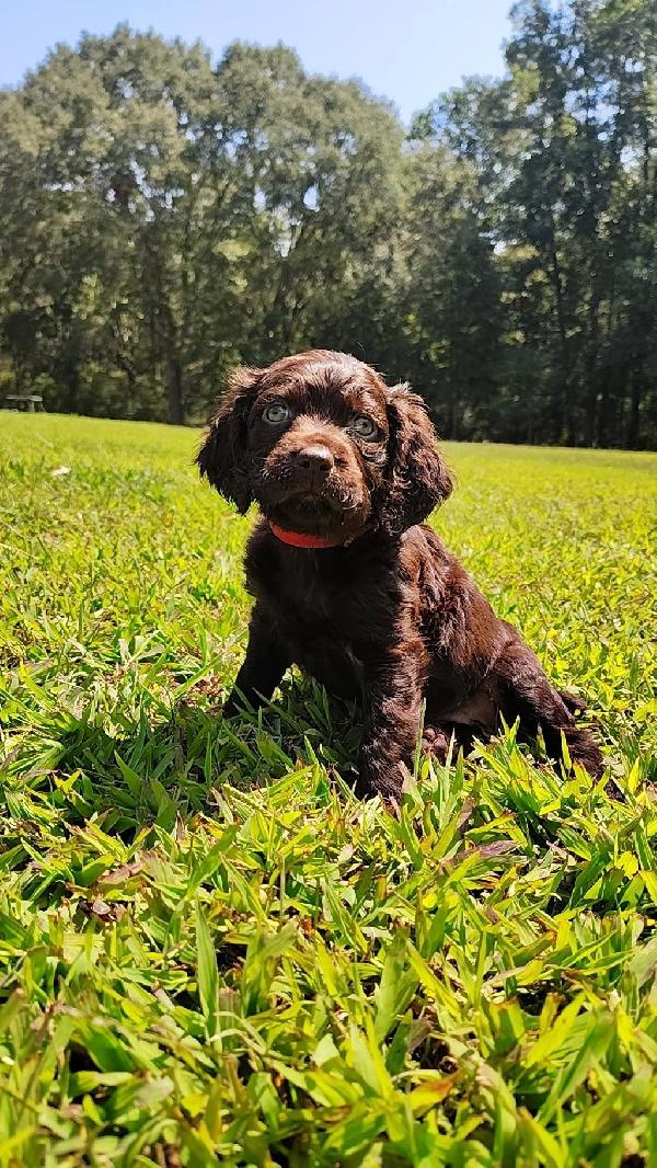 Boykin Spaniels