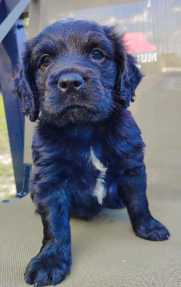 Boykin Spaniels