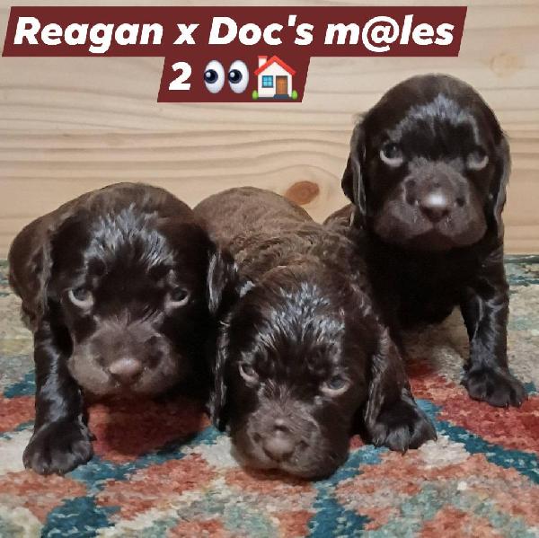 Boykin Spaniels