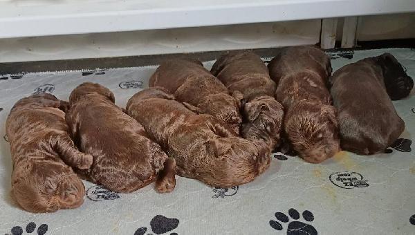 Boykin Spaniels