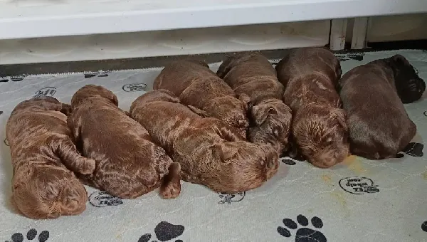 Boykin Spaniels