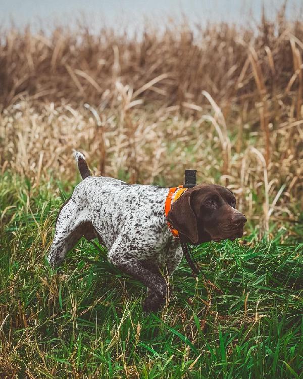 German Shorthaired Pointer