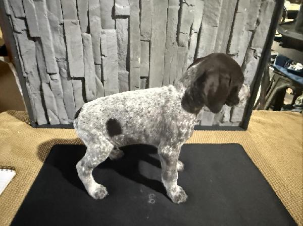 German Shorthaired Pointer