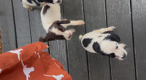 English Cocker Spaniel