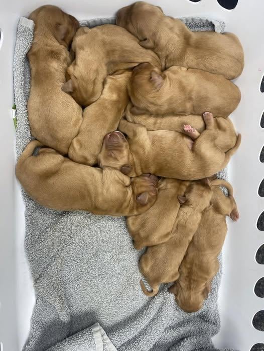 Golden Retriever