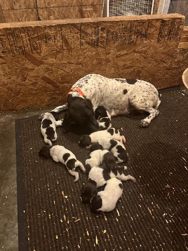German Shorthaired Pointer