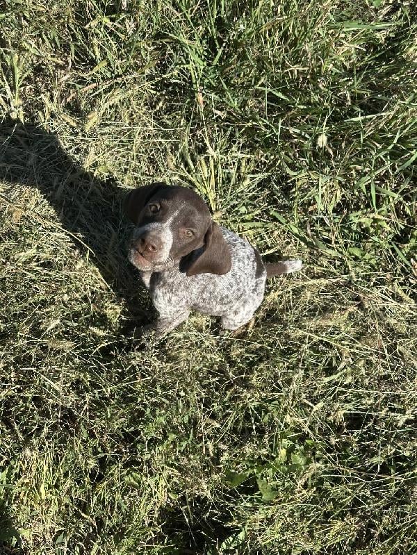 German Shorthaired Pointer