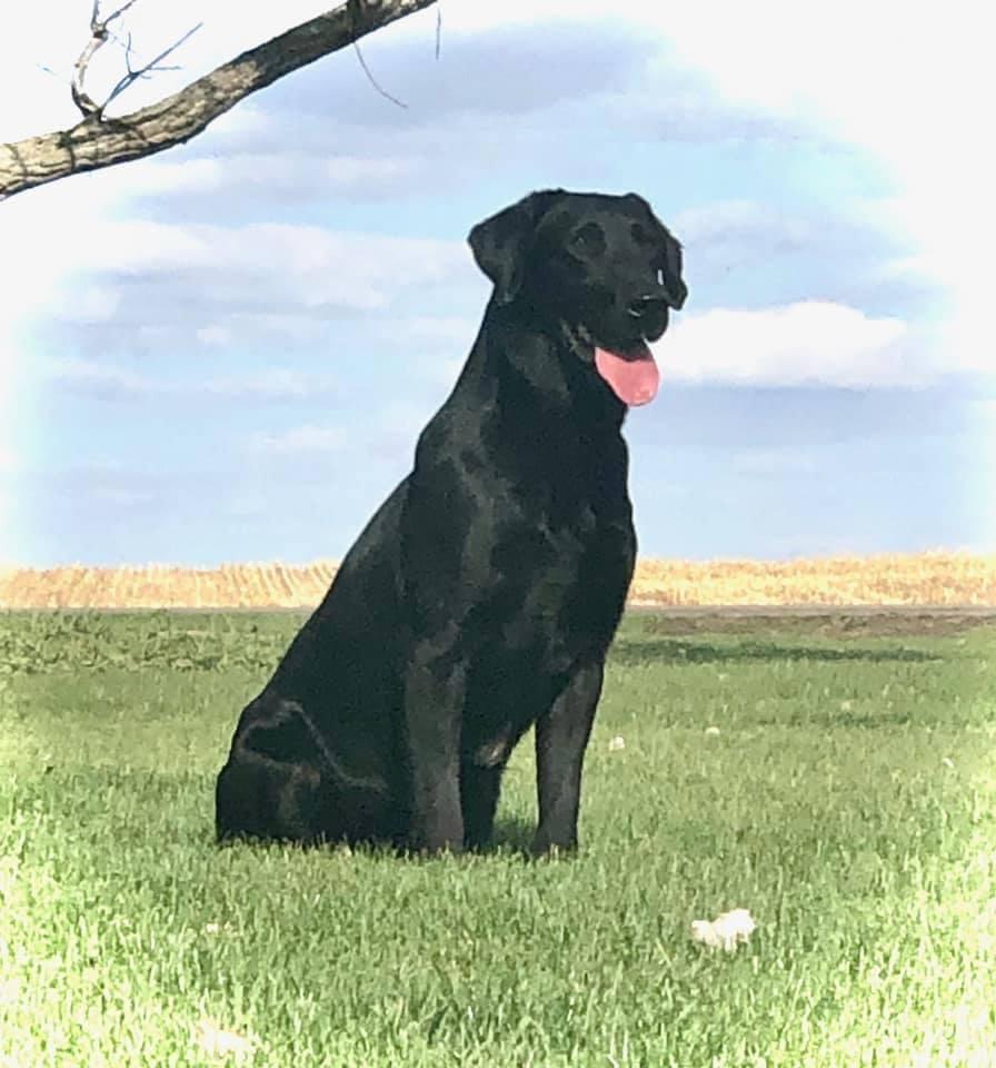 AKC BLACK LAB STUD NFC BLOODLINES