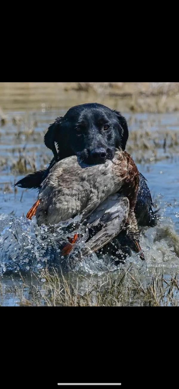 Labrador Retriever
