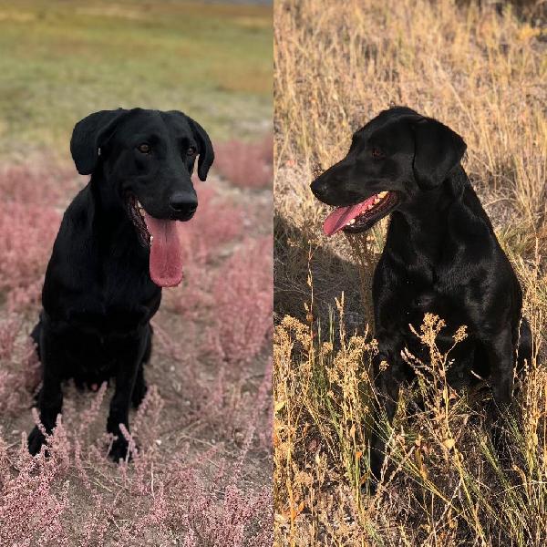 Labrador Retriever