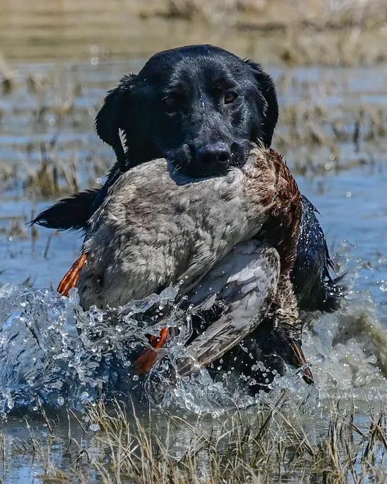 STARTED JH DOG Labrador Retriever