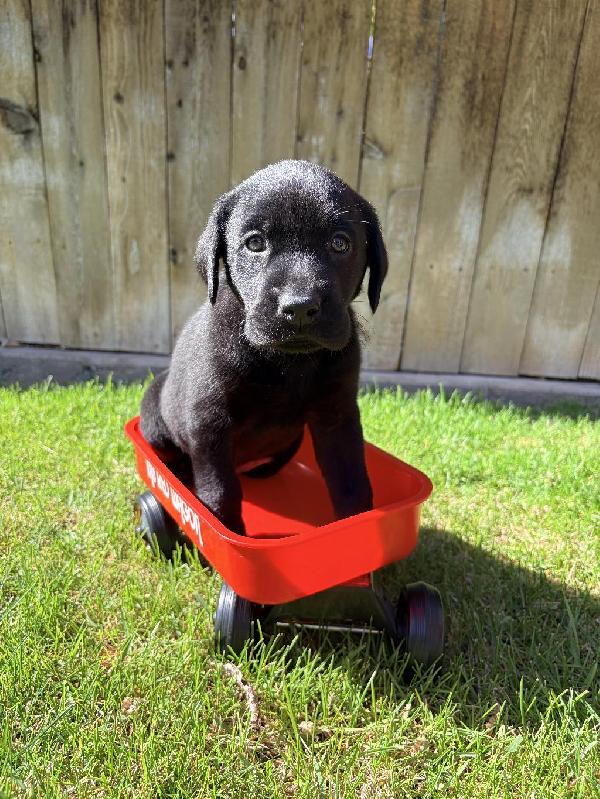 Labrador Retriever