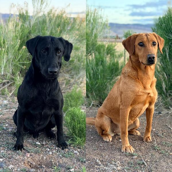 Labrador Retriever