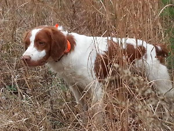 American Brittany