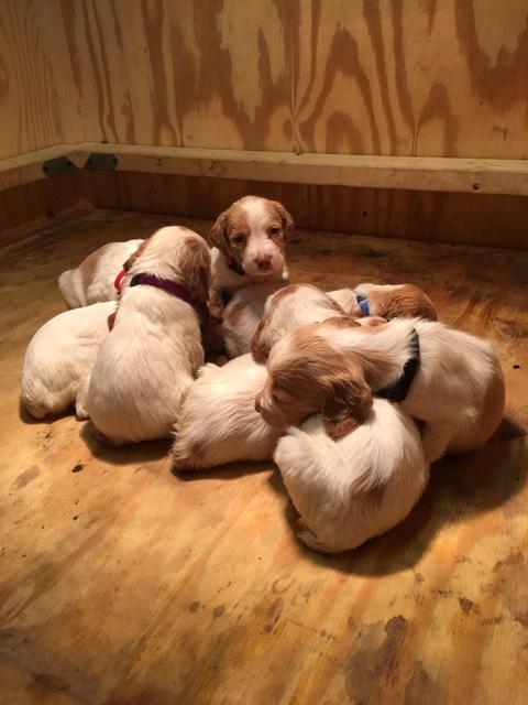 American Brittany