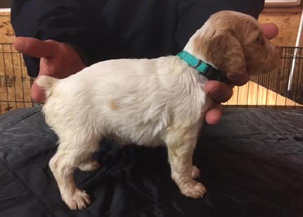 FEMALE - TEAL COLLAR