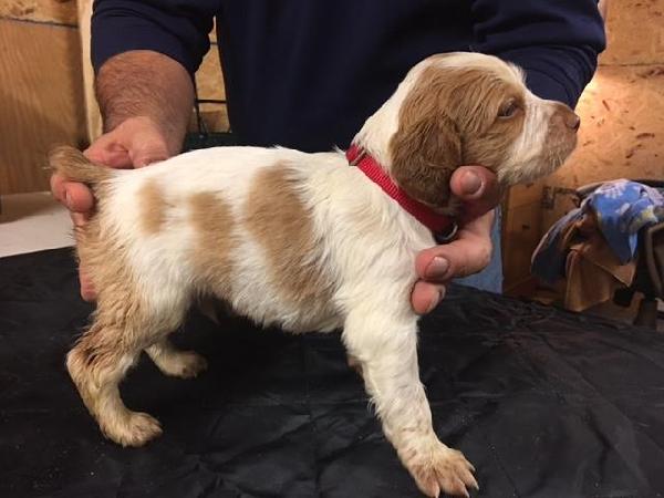 MALE - RED COLLAR