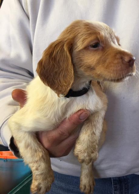 American Brittany