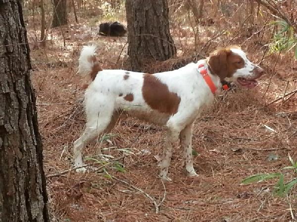 American Brittany