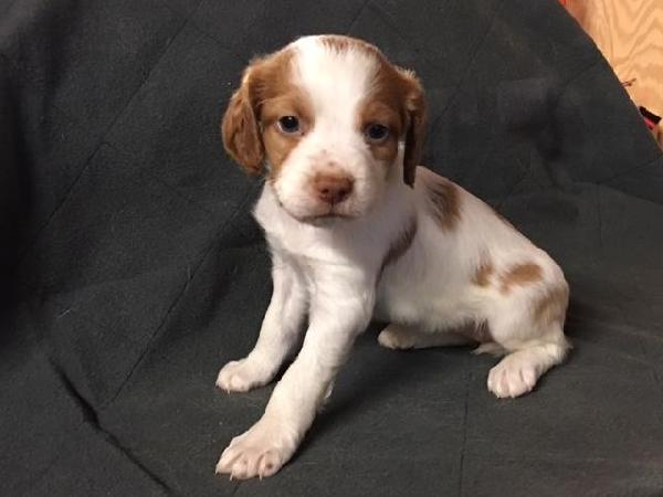 American Brittany